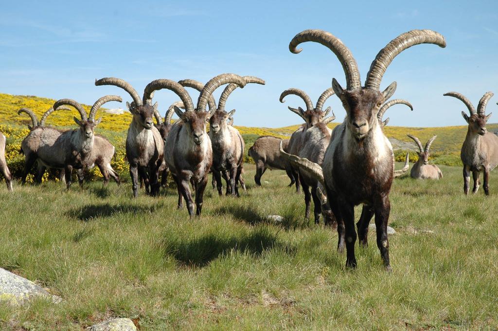 Navacepeda de Tormes La Pasailla De Gredosゲストハウス エクステリア 写真