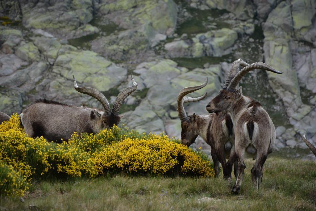 Navacepeda de Tormes La Pasailla De Gredosゲストハウス エクステリア 写真